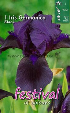 Germanica Zwart Festival Winter Iris Germanica Iris Black I (x14x1)
