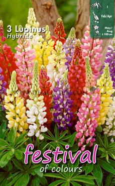 Pre-packed Lupine Hybride Mixed I (x14x3)