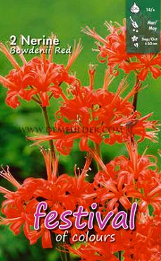 Bowdenii Rood Festival Winter Miscellaneous Nerine Rood 12/14 (x14x2)
