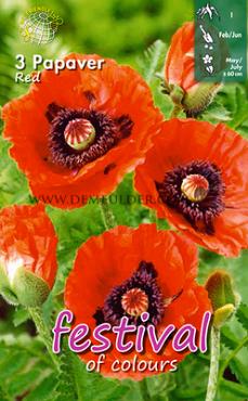 Red Festival Spring Perennials Papaver Red I (x14x3)
