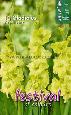 Large Flowered Green Star Festival Winter Gladiolus Large Flowered Gladiolus Green Star 14/+ (x10x7)