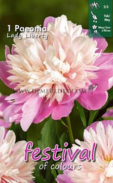 Lady Liberty Festival Spring Paeonia Paeonia Lady Liberty 2/3 (x14x1)