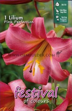 Pre-packed Lilium Pink Perfection 20/22 (x14x1)