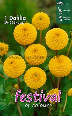 Pre-packed Dahlia Buttercup Mini Pompon (x14x1)
