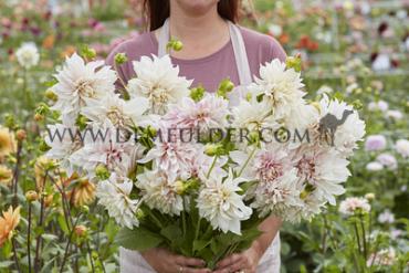 Pre-packed Dahlia Café Au Lait Decorative (x14x1)
