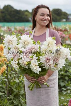 Pre-packed Dahlia Café Au Lait Decorative (x14x1)