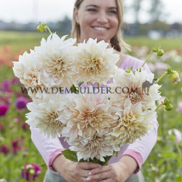 Pre-packed Dahlia Café Au Lait Decorative (x14x1)