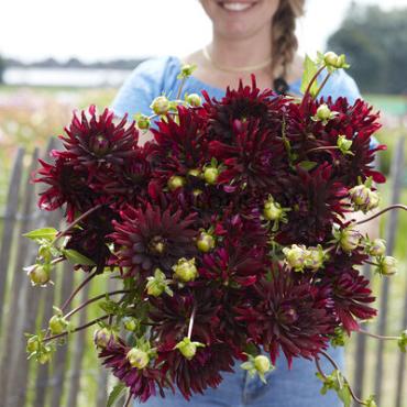 Pre-packed Dahlia Chat Noir I (x14x1)