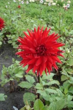Pre-packed Dahlia Forrestal I (x14x1)
