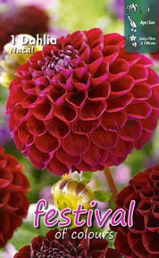 Pre-packed Dahlia Natal I (x14x1)