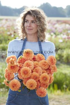 Pre-packed Dahlia Sylvia I (x14x1)