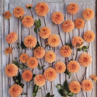 Pre-packed Dahlia Sylvia I (x14x1)