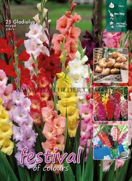 Pre-packed Gladiolus Mixed  14/+ (x16x25)