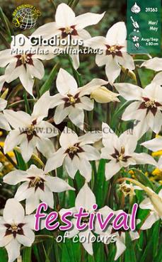 Pre-packed Gladiolus Murielae 8/10 (x14x10)