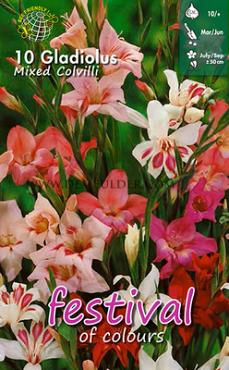 Pre-packed Gladiolus Mixed 10/+ (x14x10)