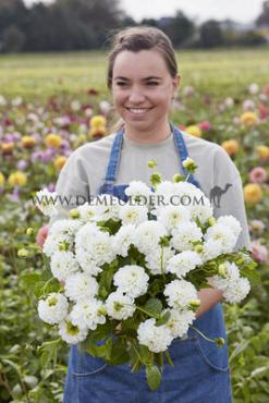 Pre-packed Dahlia Orsett Beauty I (x14x1)