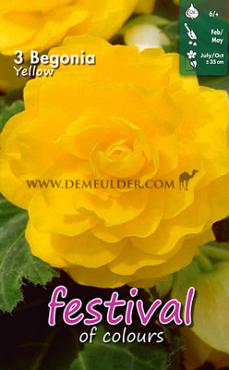 Pre-packed Begonia Double Yellow 6/7 (x14x3)