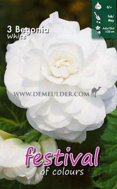 Pre-packed Begonia Double White 6/7 (x14x3)