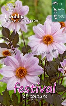 Pre-packed Dahlia Bishop Of Leicester I (x14x1)