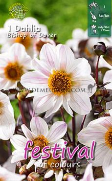 Pre-packed Dahlia Bishop Of Dover I (x14x1)