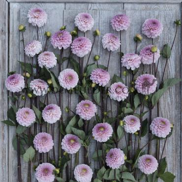 Pre-packed Dahlia Wizard Of Oz I (x14x1)