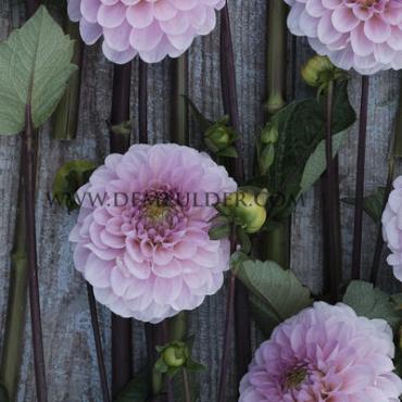 Pre-packed Dahlia Wizard Of Oz I (x14x1)