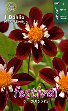 Pre-packed Dahlia Mary Evelyn I (x14x1)