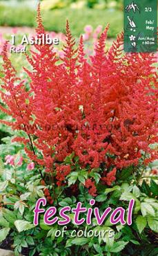 Pre-packed Astilbe Red (Fanal) 2/3 (x14x1)