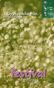 Pre-packed Gypsophila Bristol Fairy I (x14x1)