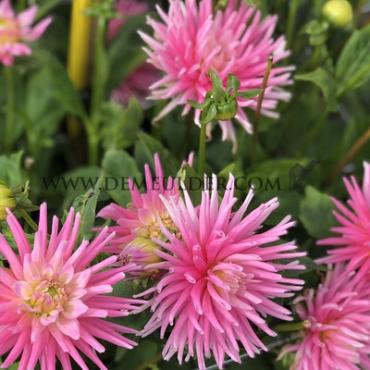 Pre-packed Dahlia Park Princess I (x14x1)