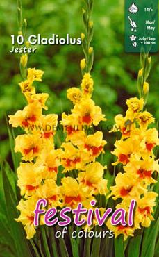 Pre-packed Gladiolus Jester 14/+ (x10x10)