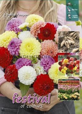Pre-packed Dahlia Mixed Pompon  I (x8x5)