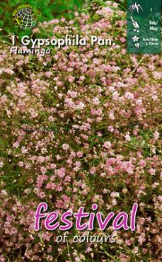 Pre-packed Gypsophila Flamingo I (x14x1)
