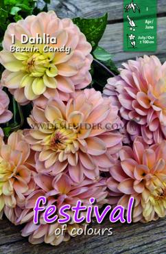 Festival Spring Ball Dahlia Bazuin Candy I (x14x1)