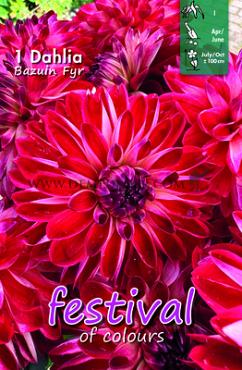 Festival Spring Ball Dahlia Bazuin Fyr I (x14x1)