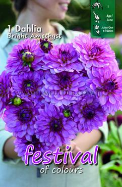 Festival Spring Decorative Medium Flowered Dahlia Bright Amethyst I (x14x1)