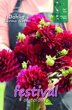 Festival Spring Decorative Small Flowered Dahlia Karma Naomi I (x14x1)