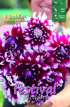 Festival Spring Decorative Medium Flowered Dahlia Louis Walcher I (x14x1)