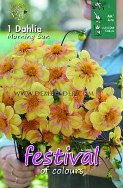 Festival Spring Dahlia Collerette Dahlia Morning Sun I (x14x1)