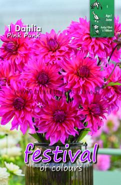 Festival Spring Decorative Small Flowered Dahlia Pink Punk I (x14x1)
