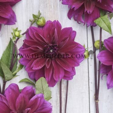 Festival Spring Big packs mixes Dahlia Scientist Mix I (x16x3)