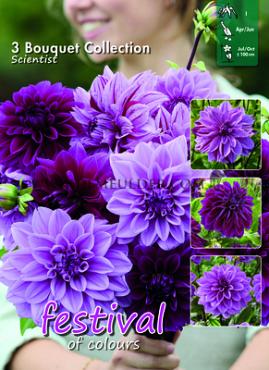 Festival Spring Big packs mixes Dahlia Scientist Mix I (x16x3)
