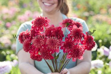 Festival Spring Big packs mixes Dahlia Anemone Mix I (x16x3)