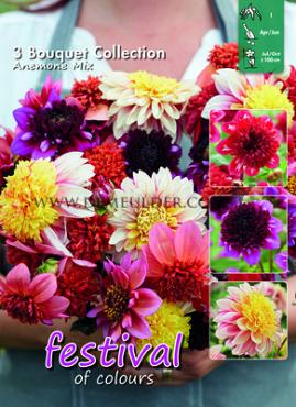 Festival Spring Big packs mixes Dahlia Anemone Mix I (x16x3)