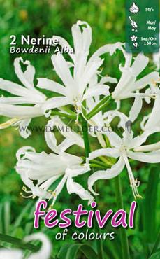 Pre-packed Nerine Alba 12/14 (x14x2)