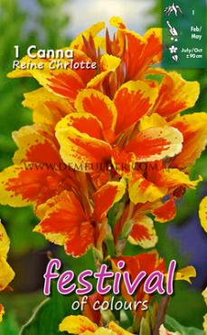 Pre-packed Canna Reine Charlotte I (x14x1)