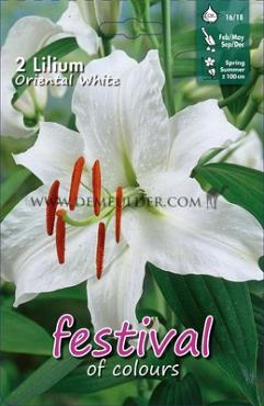 Pre-packed Lilium Oriental White 16/18 (x14x2)