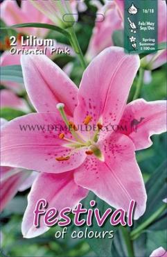 Pre-packed Lilium Oriental Rose 16/18 (x14x2)