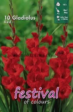 Pre-packed Gladiolus Red 14/+ (x10x10)