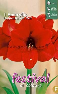 Pre-packed Amaryllis Red 30/32 (x6x1)